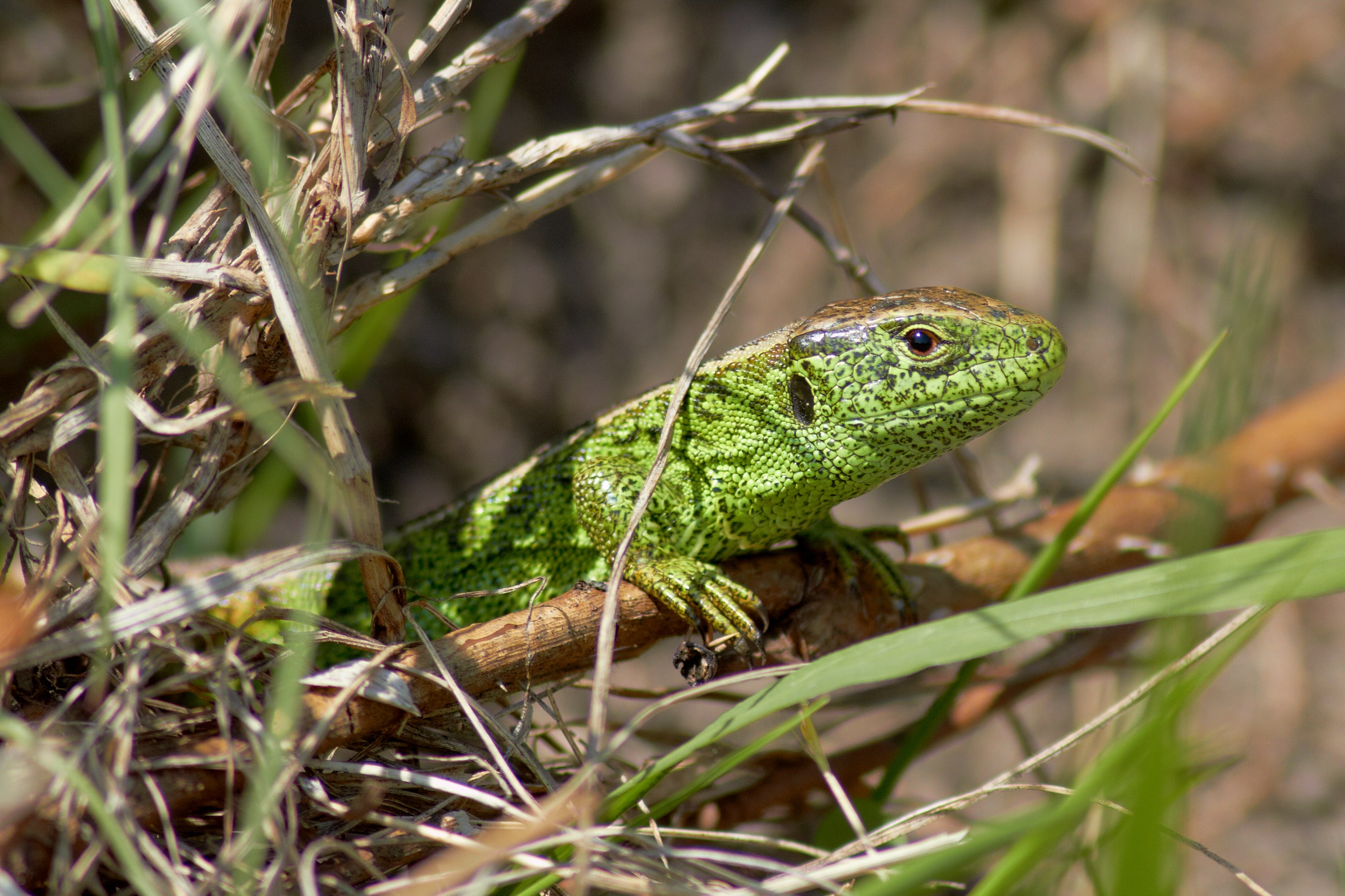 Zauneidechse   Lacerta agilis 009